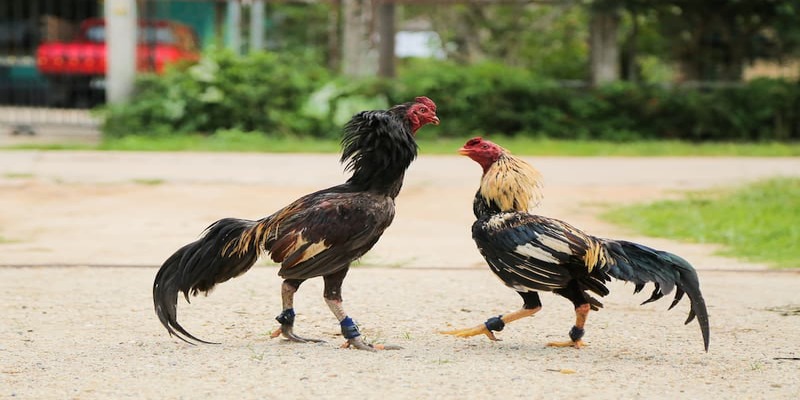 Đá Gà cựa Dao ưu điểm