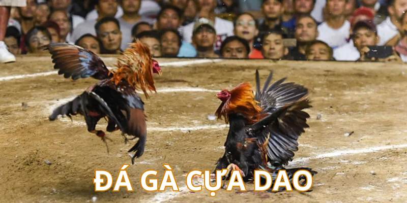 Đá gà cựa dao