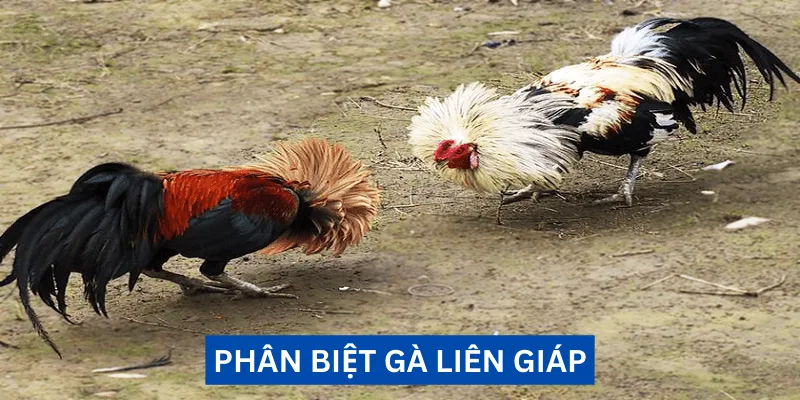 phan-biet-ga-lien-giap