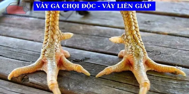 vay-ga-choi-doc-lien-giap