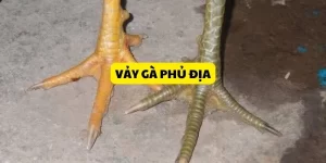 vay-ga-phu-dia